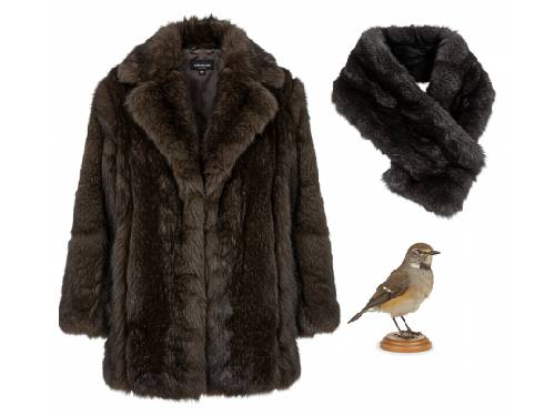 Furs and Taxidermy